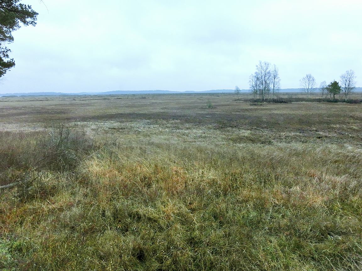Utsikt över mossen från Naturumet i Store Mosse nationalpark, Kävsjö socken, Gnosjö kommun, Jönköpings län, Småland, Sverige.